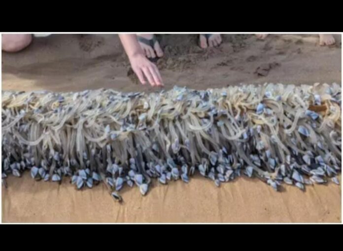 Mysterious "Alien" Creature Washes Ashore in Australia, Revealed to be a Rare Delicacy Worth ₹21,000/kg