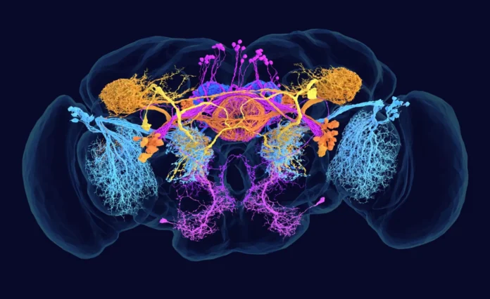 An Adult Fruit Fly Brain Has Been Mapped—Human Brains Could Follow