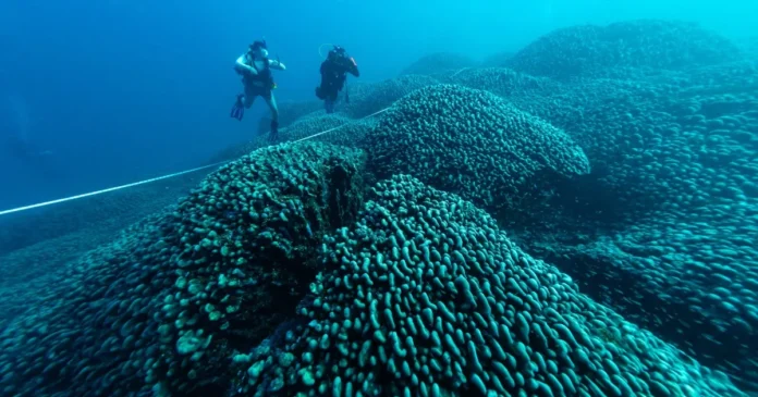 Solomon Islands' Giant Coral Stuns Scientists, Visible From Space