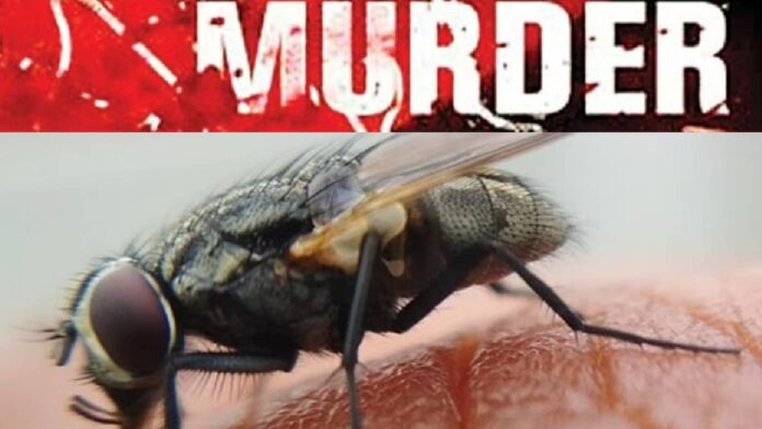 Flies help solving murder in Madhya Pradesh