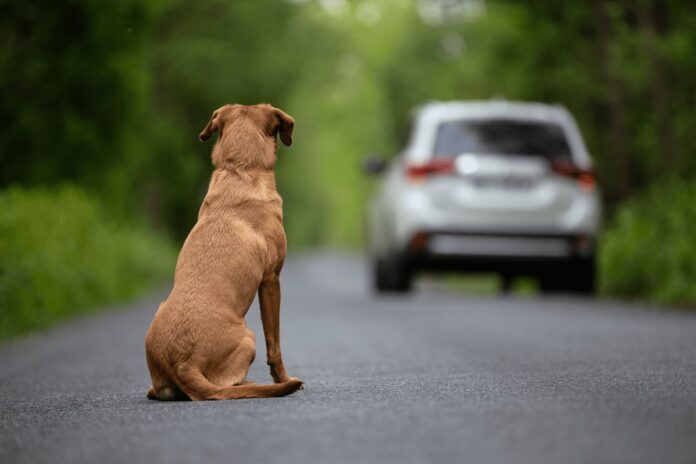 The Pandemic's Pet Crisis Adoption Boom Turned Abandonment Tragedy