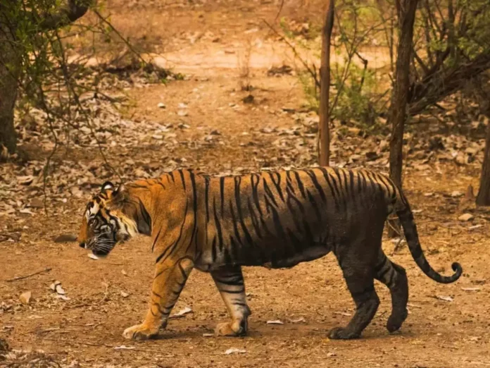 25 Tigers Go Missing From Ranthambore National Park In A Year, Raising Alarms