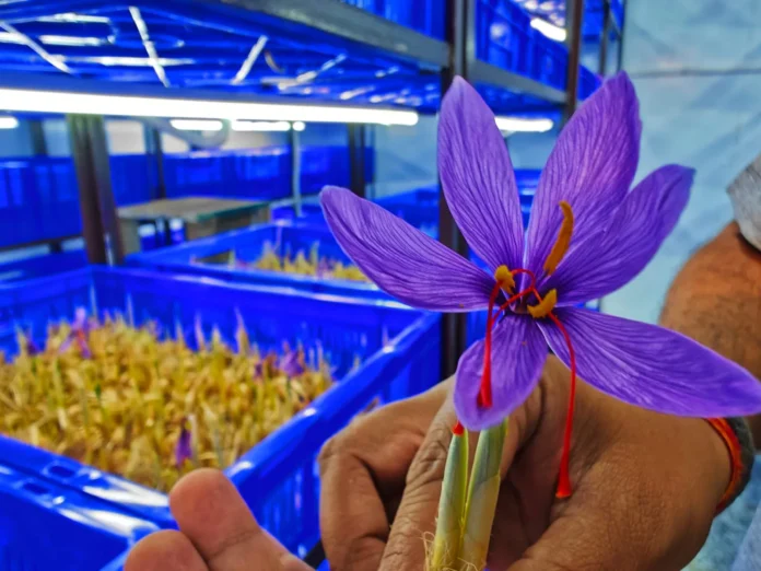 Saffron Cultivation In Lucknow