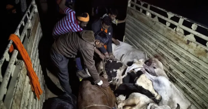 Animal Cruelty In Raebareli: Shocking Attack On Tied Bovine Caught On Camera