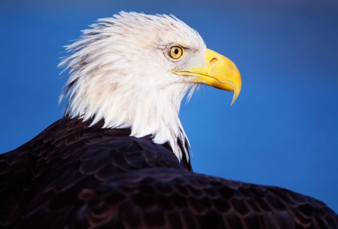 Bald Eagle Officially Declared US National Bird After 250 Years