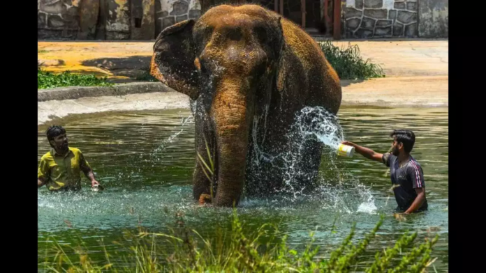 Byculla Zoo Bids Farewell To Elephants After Anarkali’s Demise