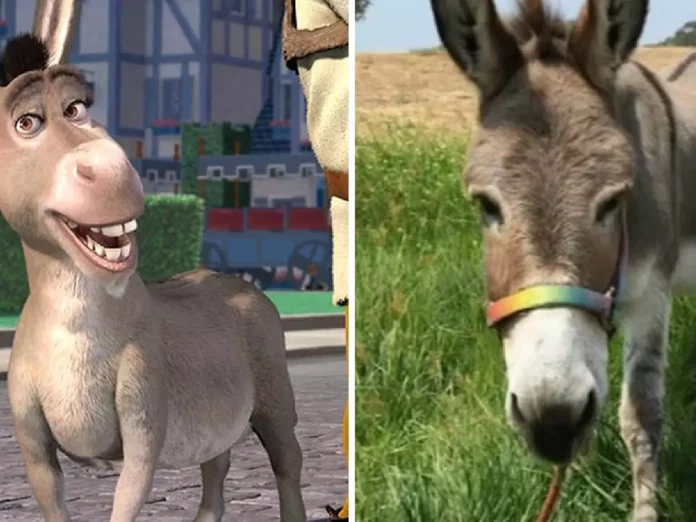 Miniature Donkey That Inspired Shrek’s ‘Donkey’ Passes Away At 30