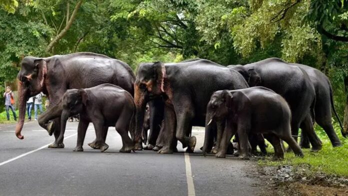 Assam Elephant Population Increases